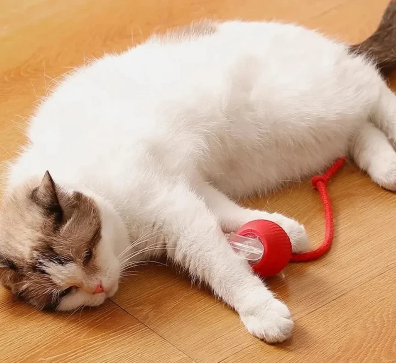 Hot cat toys are automatically teasing cat balls and self-exciting cat sticks and ticks and resistant to wear and bite pet toys